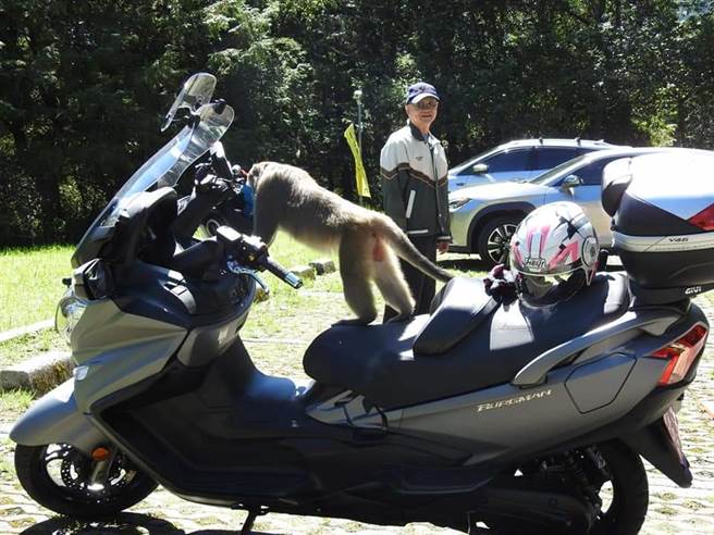 獼猴長時間被餵食，導致如今對車上那些地方存有食物瞭如指掌。(圖／玉管處提供／吳建輝翻攝)