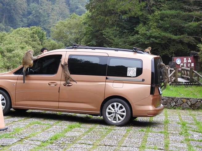 就連旁邊有人的情況下，獼猴群也完全不怕，直接爬上車搜索食物。(圖／玉管處提供／吳建輝翻攝)