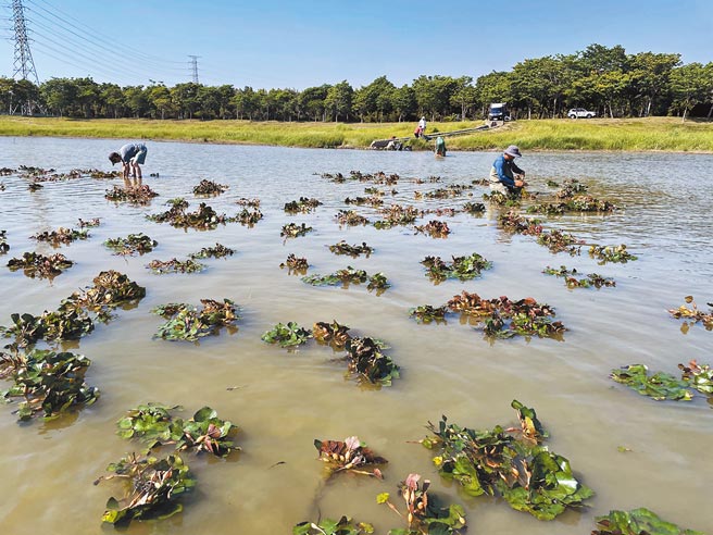 高雄市水利局人员在典宝溪滞洪池种植水生植物。（高雄市水利局提供／林瑞益高雄传真）