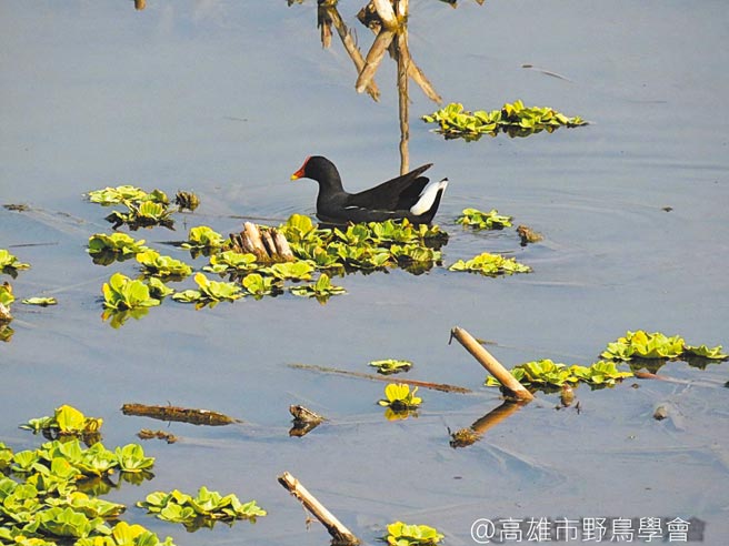 红冠水鸡到典宝溪滞洪池作客。（高雄市水利局提供／林瑞益高雄传真）