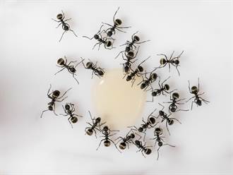 小便引出一窩螞蟻 工程師好奇舔尿 大驚秒就醫