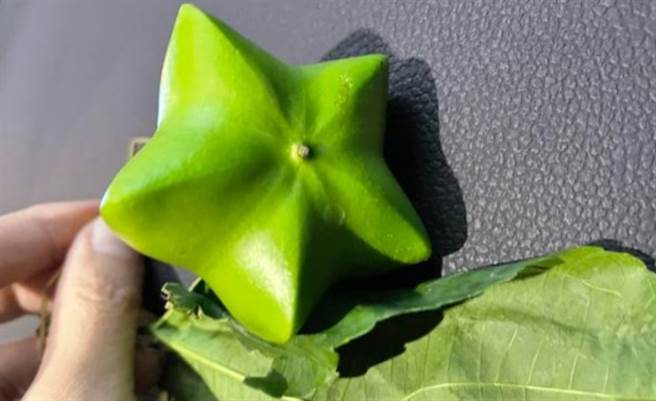 南美油藤又被稱為「星果藤」、「星星果」。（翻攝網路）