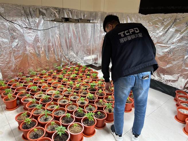 29岁陈姓男子承租高雄市大树区附近透天厝当培育大麻场所，并透过网路购买种子及学习耕种方式，台北市警方日前见时机成熟前往逮人，搜出大麻活株96株、幼苗4株、栽种器具等物。（中央社提供）