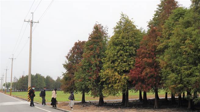 台南六甲區菁埔埤旁的千餘棵落羽松，部分呈現黃、綠、紅3色漸層美景。（張毓翎攝）