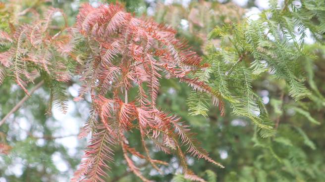 幾波低溫加持下，落羽松已經開始變色。（張毓翎攝）