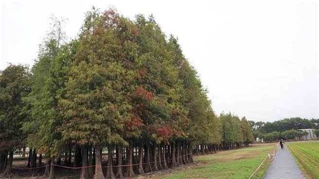 今年從9月至12月中旬的參訪人次已達4萬多人，預估本季落羽松季的累計人次，有機會突破上一季的30萬人。（張毓翎攝）