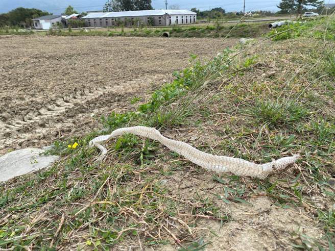 池上青农魏瑞廷在脸书分享一张「臭青公」蜕下的龙衣，至少有150公分，网友惊呼好可怕。（图／魏瑞廷授权提供)