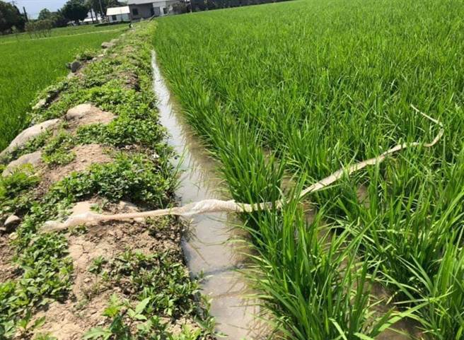 魏瑞廷表示去年田间也有发现一件较小的蛇蜕。（图／魏瑞廷授权提供)