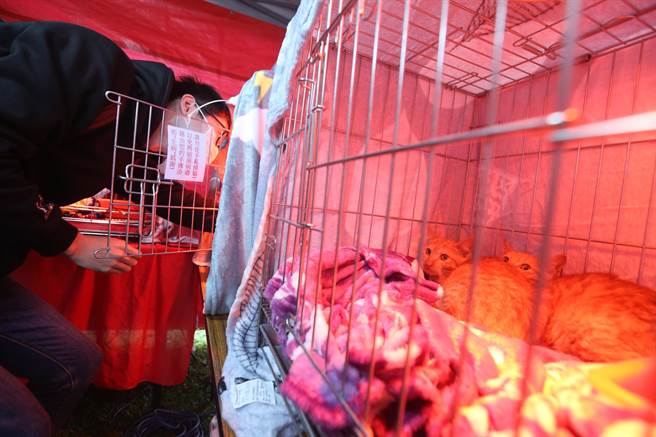 新北市动保处25日举办「2021毛宝贝幸福耶诞趴-宠物K歌音乐派对」，许多民眾前来认养毛宝新家人。（杜宜谙摄）