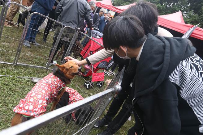 新北市动保处25日举办「2021毛宝贝幸福耶诞趴-宠物K歌音乐派对」，现场有犬猫认养、免费晶片施打、狂犬病疫苗注射等活动，许多饲主带着宠物前来放松游乐。（杜宜谙摄）