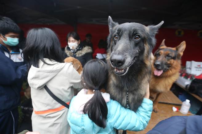 新北市动保处25日举办「2021毛宝贝幸福耶诞趴-宠物K歌音乐派对」，陪伴犬协会带来数只温柔大狗狗，给予现场民眾不一样的温暖。（杜宜谙摄）