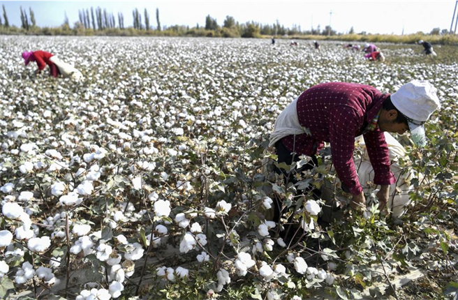 圖為工人正在新疆棉花田工作。（圖／中新社）