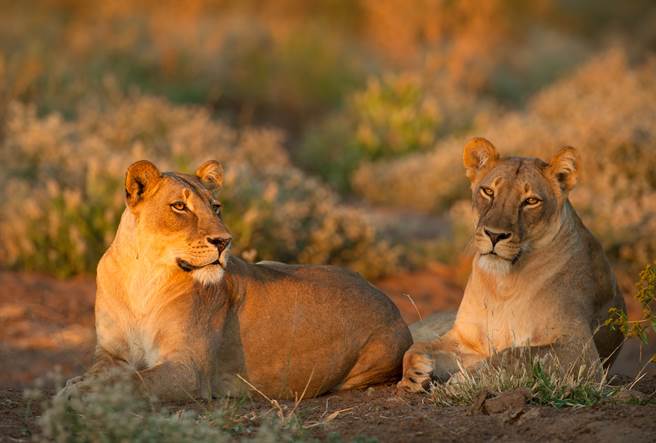 2只母狮闯入村庄攻击公牛，未料遭到反击，最后只好放弃离开。(示意图/达志影像)