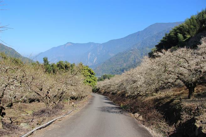 南投信义乡种植超过600公顷的梅花树，目前已经开约4成，预计在元月上旬会大爆发，花况盛况可期。(农会提供／吴建辉南投传真)