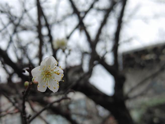 像是梅子梦工厂周边近百棵的梅花树，有的梅花树已经开到6成，农会也预估，最近水气充足，预计元月上旬气温开始骤降后，梅花就会开始盛开。(吴建辉摄)