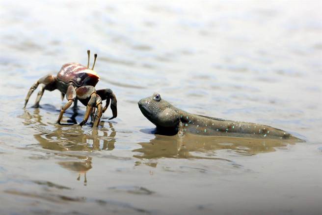 民眾走在红树林间的步道上，可就近观察潮间带生物招潮蟹、弹涂鱼。（茄萣舢筏协会提供／林瑞益高雄传真）
