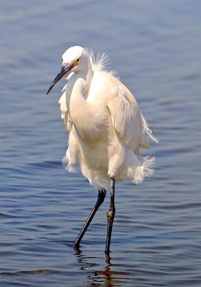 生态丰富的红树林常可见白鹭踪影。（茄萣舢筏协会提供／林瑞益高雄传真）