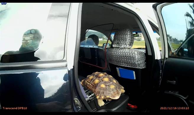 新竹縣竹北市一隻蘇卡達象龜不明原因出走，後來坐上警車，前往派出所「臨托」。（翻攝照片）