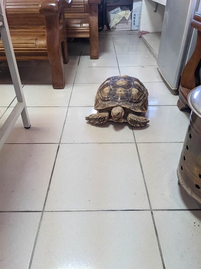 新竹縣竹北市一隻蘇卡達象龜走失後，被「臨托」在派出所。（翻攝照片）