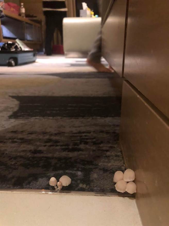 房间地毯因不明原因长出菇类，原PO一家人当场笑出来。（翻摄脸书）