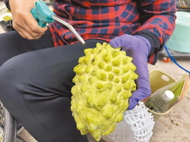 包装场人员用喷枪清除粉介壳虫，为凤梨释迦品质把关。（庄哲权摄）