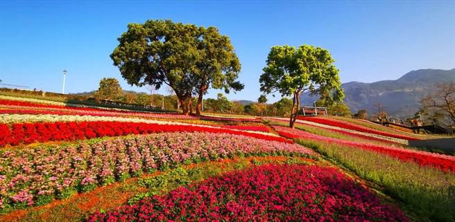 台版富良野封号的北投「三层崎花海」，将以大片薰衣草疗癒人心。（北市工务局提供／游念育台北传真）