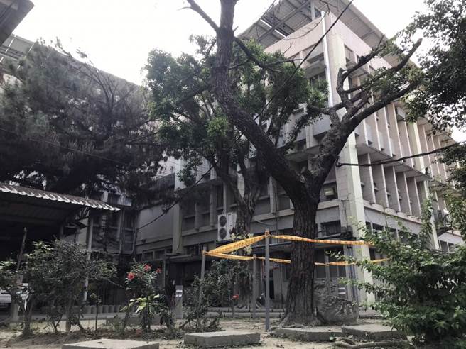 屏东潮州镇公所向屏科大植物医学教学医院求诊，目前透过「插管投药」抢救树龄至少一甲子的平地松树。（谢佳潾摄）