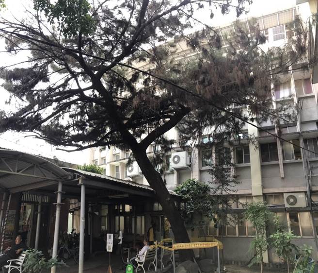 屏东潮州镇公所向屏科大植物医学教学医院求诊，目前透过「插管投药」抢救树龄至少一甲子的平地松树。（谢佳潾摄）