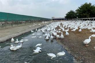 雲林斗六白肉種雞確診禽流感 防檢局籲養禽業者加強並落實防疫
