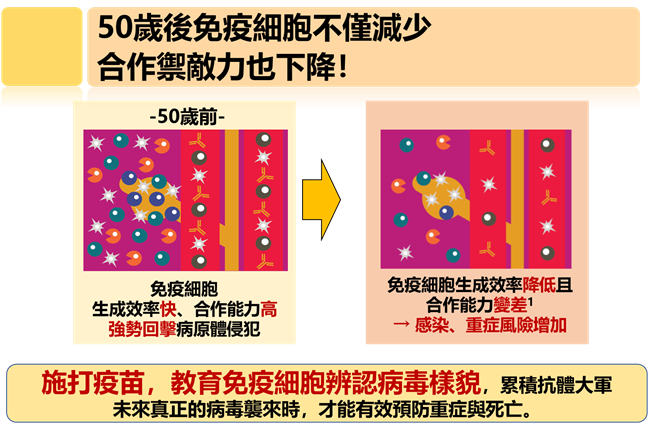 林應然表示，邁入中高齡後，免疫細胞生成效率降低，合作能力也變差。（中華民國基層醫療協會提供）