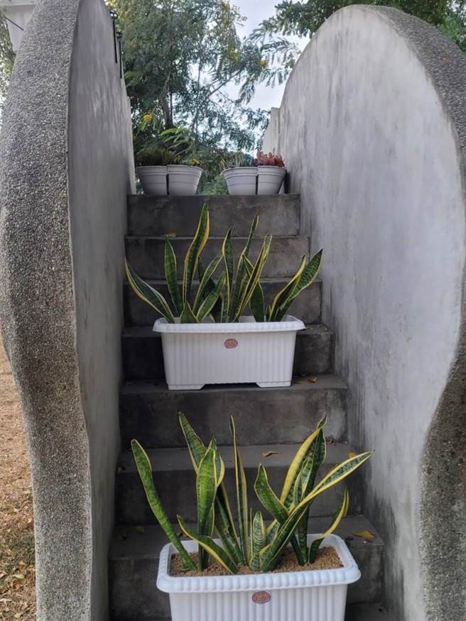 阶梯放置虎尾兰盆栽。（周丽兰摄）