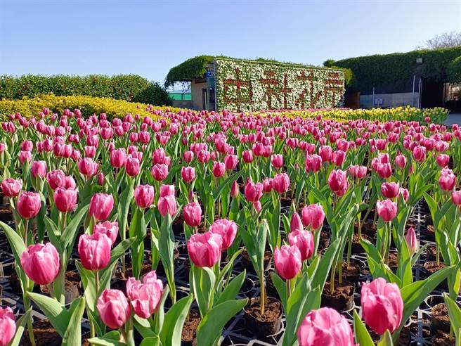 中社观光花市郁金香花季于29日率全台之先抢先登场。（陈淑娥摄）