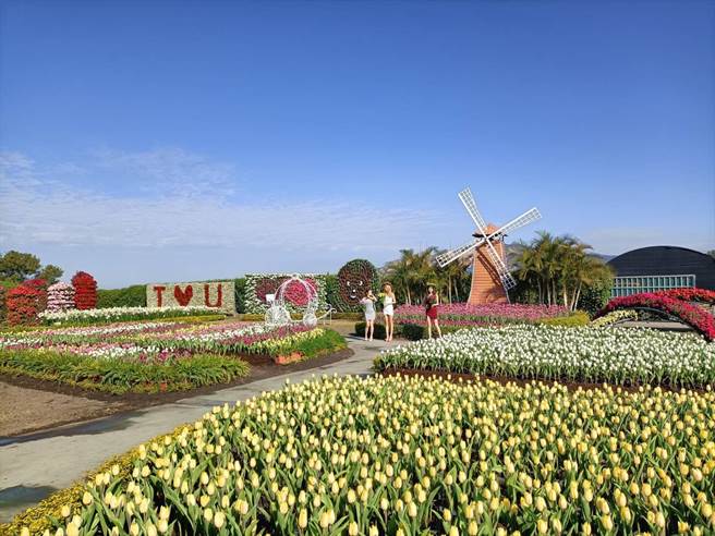 中社观光花市郁金香花季于29日率全台之先抢先登场。（陈淑娥摄）