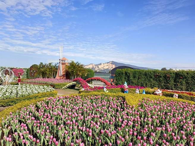 中社观光花市郁金香花季于29日率全台之先抢先登场。（陈淑娥摄）