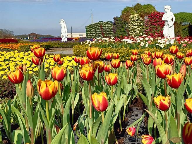 中社观光花市郁金香花季于29日率全台之先抢先登场。（陈淑娥摄）
