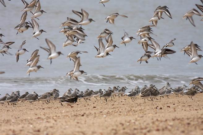 大、小金門130餘公里海岸線風光旖旎，水鳥來回穿梭繽紛熱鬧。（李金生攝）