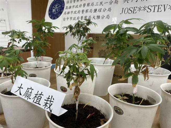 大麻合法化吵不停　美研究显示多数功效仍无实证。(示意图/本报系资料照片 洪靖宜摄）