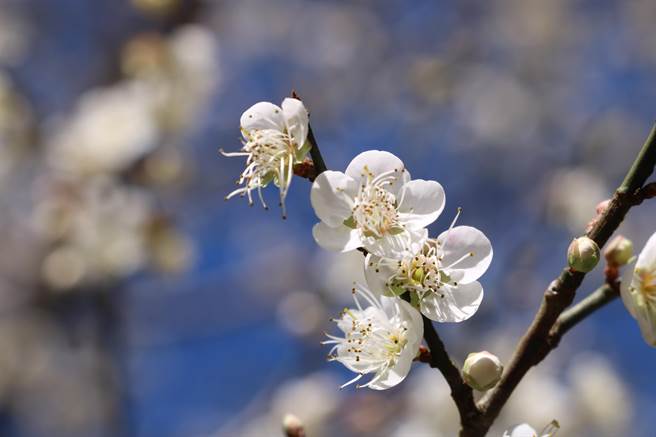 嘉义县梅山乡太平村三元宫旁道路梅花盛开。（张亦惠摄）
