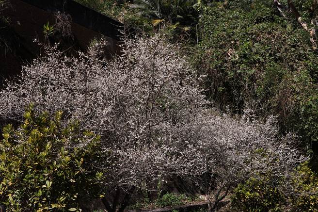 嘉义县梅山乡太平村三元宫旁道路梅花盛开。（张亦惠摄）