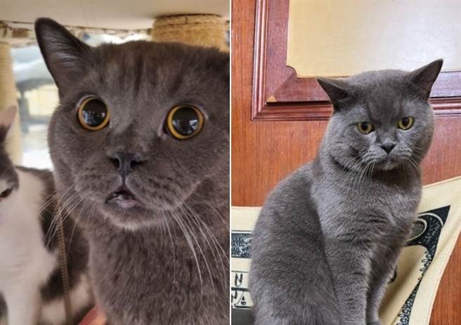 嘉义一名饲主悬赏50万元，请民眾协助找回爱猫。（图／翻摄脸书社团嘉义绿豆大小事）