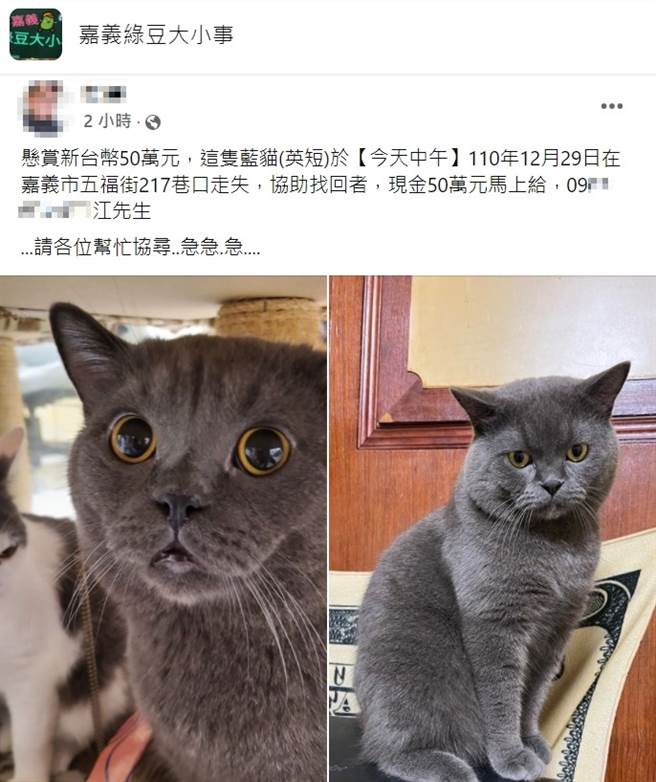 嘉义一名饲主悬赏50万元，请民眾协助找回爱猫。（图／翻摄脸书社团嘉义绿豆大小事）
