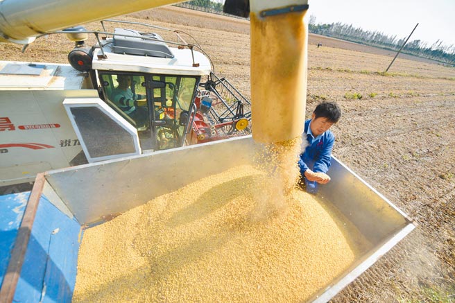 大陆全国农业农村厅局长会议再度强调要扩种大豆油料，并列为明年必须完成的重大政治任务。（新华社）