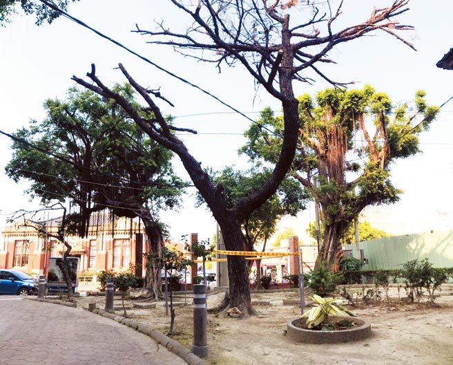 屏东潮州镇公所向屏科大植物医学教学医院求诊，目前透过「插管投药」抢救树龄至少一甲子的平地黑松。（谢佳潾摄）