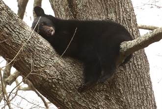 熊媽媽帶3隻小熊闖市區樹上掛睡 超萌畫面網全融化