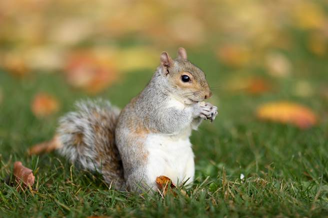 皇家爱护动物协会（RSPCA）表示，请民眾勿喂食松鼠或野生动物。(示意图/路透社) 