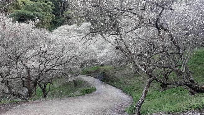 入冬后接连起波冷气团报到，让南投国姓九份二山的梅花提早报到，目前整体花况已经开超过4成，元旦连假将会是最适合赏梅的时候。（吴建辉摄）