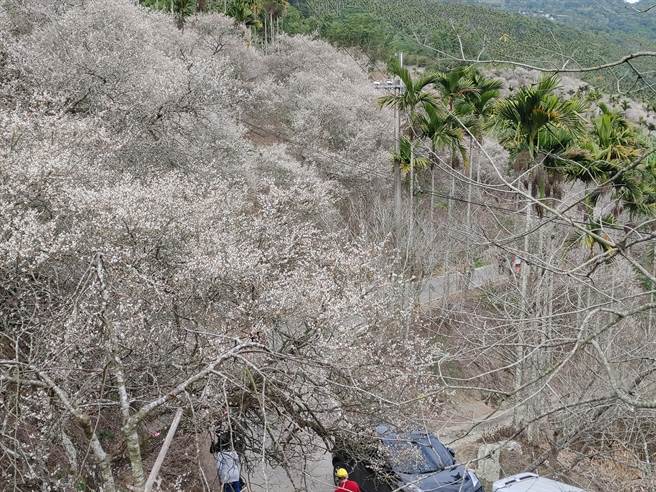 园区内种植梅花面积也超过20公顷，其中以九尖茶厂、长石巷7号梅庄、石门观景台，以及罗家梅园最有看头。（吴建辉摄）