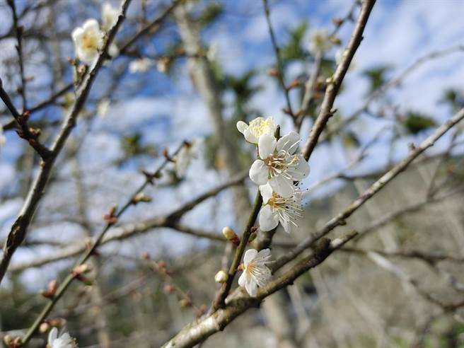 九份二山从国道6号下交流道，只要10分钟就能看到满山满谷梅花，最近已经吸引许多游客抢先。（吴建辉摄）