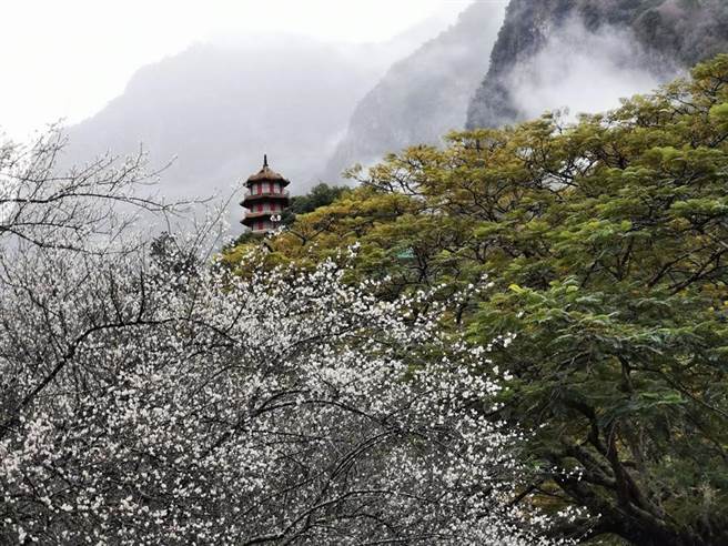 太鲁阁晶英酒店饭店门口即可欣赏花海，也可到太鲁阁祥德寺前静赏诗情画意。图／太鲁阁晶英酒店提供
