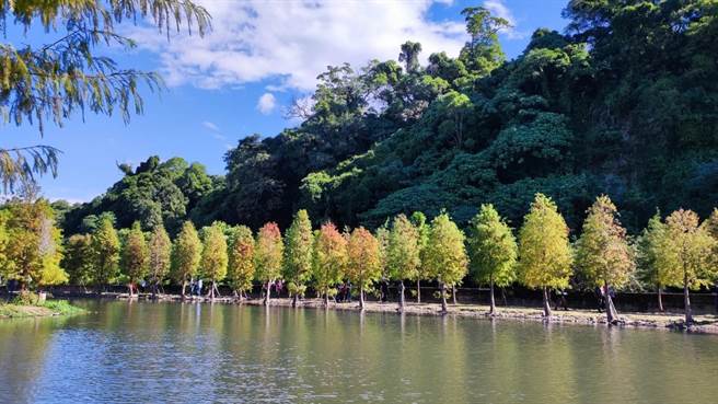 冬季限定变色换妆落羽松 。(观旅局提供／蔡依珍桃园传真)